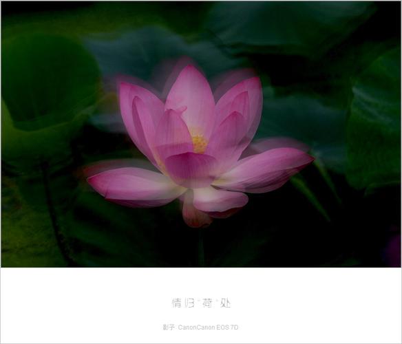 网友拍到鱼游荷上露,网友拍到鱼游荷上露出的照片