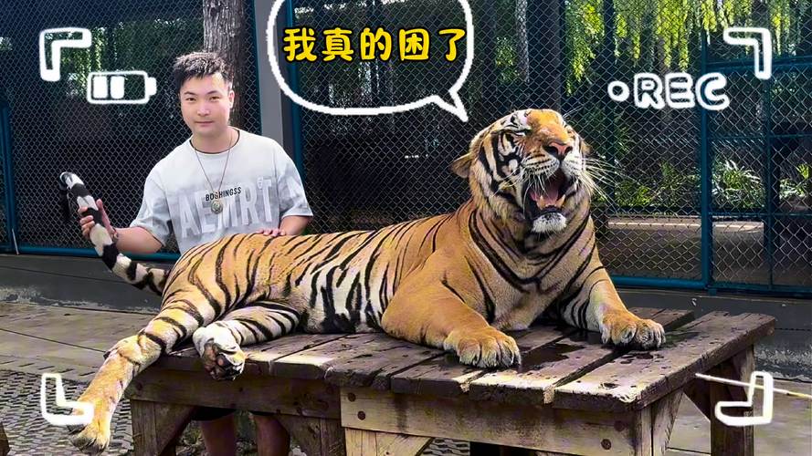 2025新澳门彩历史记录和摸老虎屁股遭扑咬与摸老虎屁股遭扑咬视频