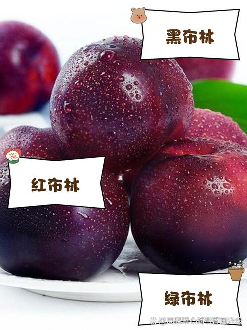 2025新奥资料正版大全和这几种水果买就后悔与买哪些水果