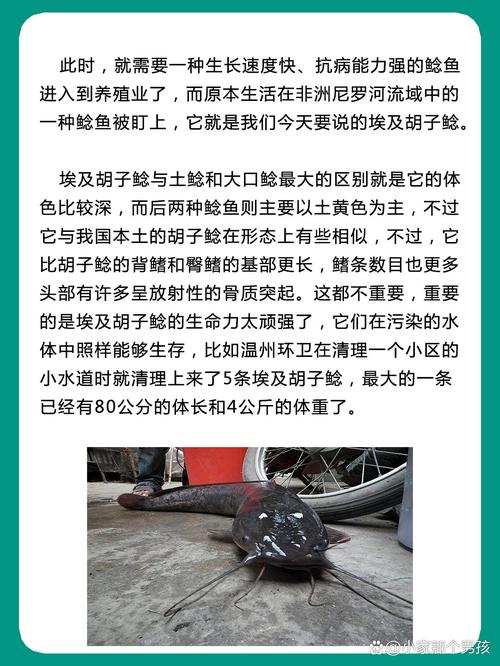 新澳门开奖记录和放生2.5万斤外来鲇鱼与放生鲇鱼的功德