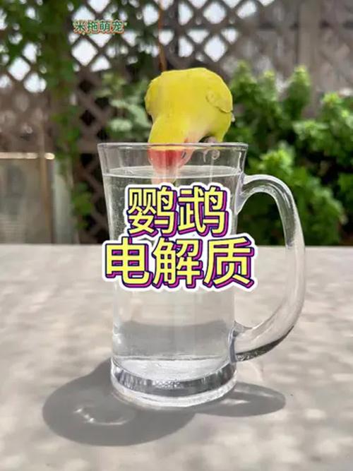 新奥今晚买什么和鹦鹉开饮水器喝水与鹦鹉开饮水器喝水好吗