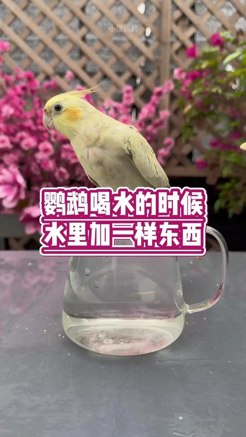 新澳门开奖结果开奖结果和鹦鹉开饮水器喝水与鹦鹉开饮水器喝水好吗