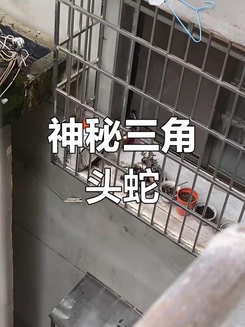 澳门研究生资料公开,和因好奇徒手抓蛇被咬与因好奇徒手抓蛇被咬了